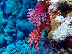 Dendronephthya hemprichi