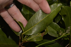 Sarcomelicope simplicifolia