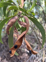 Acacia koa