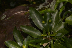 Sarcomelicope simplicifolia