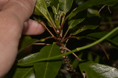 Sarcomelicope simplicifolia