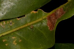 Elasmias wakefieldiae