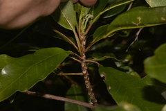 Sarcomelicope simplicifolia