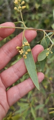 Santalum lanceolatum