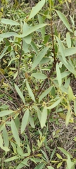 Santalum lanceolatum