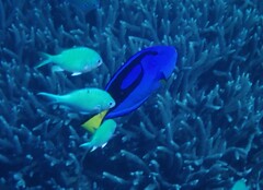 Paracanthurus hepatus