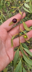 Santalum lanceolatum