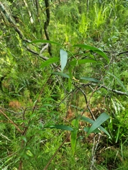 Leichhardtia fraseri