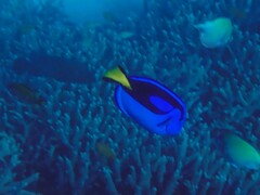 Paracanthurus hepatus