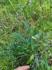 Leichhardtia fraseri