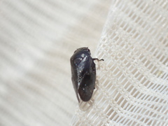 Cercopinae