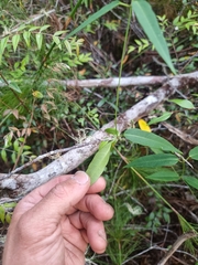 Leichhardtia fraseri