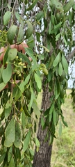 Santalum lanceolatum