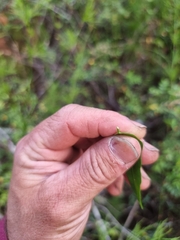 Leichhardtia fraseri