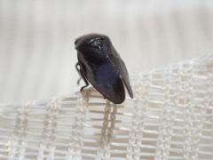 Cercopinae