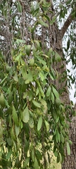 Santalum lanceolatum