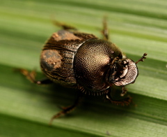 Onthophagus setosus