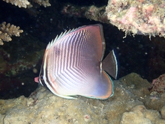 Chaetodon baronessa