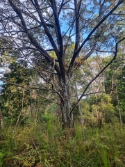 Callitris columellaris