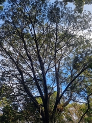 Callitris columellaris