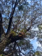 Callitris columellaris