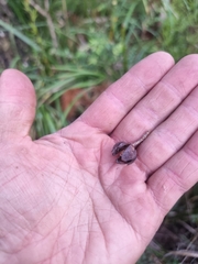 Callitris columellaris