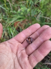 Callitris columellaris