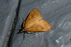 Mnesictena flavidalis