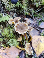 Craterellus tubaeformis