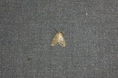 Agaraea minuta