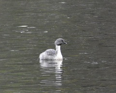 Poliocephalus poliocephalus