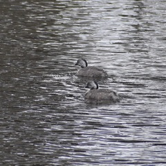 Poliocephalus poliocephalus