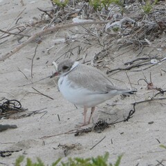 Thinornis cucullatus