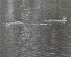 Poliocephalus poliocephalus