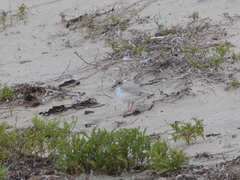 Thinornis cucullatus