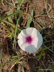 Ipomoea aquatica