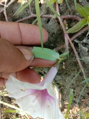 Ipomoea aquatica