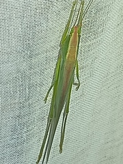 Caulopsis