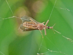 Enicocephalidae