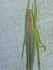Caulopsis