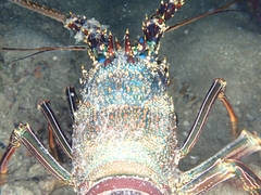 Panulirus penicillatus