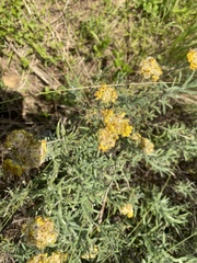 Pseudognaphalium stramineum