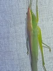 Caulopsis