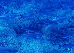 Caranx sexfasciatus