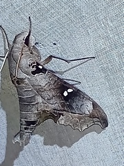 Madoryx oiclus