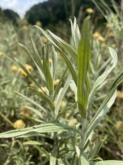 Pseudognaphalium stramineum