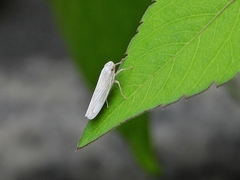 Cofana spectra