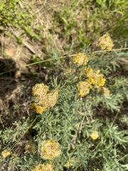 Pseudognaphalium stramineum