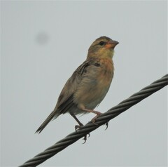 Ploceus philippinus