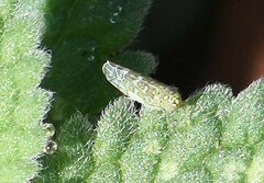 Eupteryx decemnotata